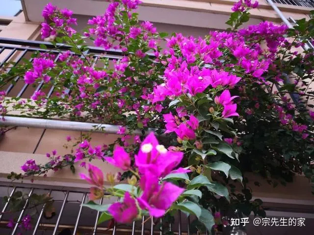 三角梅只开花不长叶子怎么办，养三角梅有“四怕”，做错了只长叶不开花，赶紧纠正，四季能开花