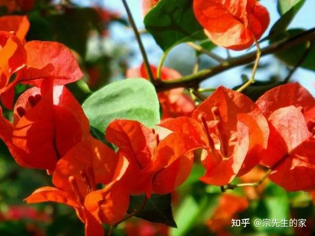 三角梅只开花不长叶子怎么办，养三角梅有“四怕”，做错了只长叶不开花，赶紧纠正，四季能开花
