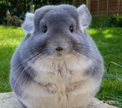 学生党最适合养什么宠物，学生党适合养什么宠物？给你推荐五种干净不吵闹好养活的萌宠