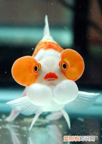 学生党最适合养什么宠物，学生党适合养什么宠物？给你推荐五种干净不吵闹好养活的萌宠