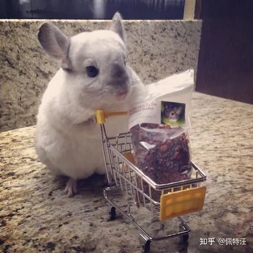 学生党最适合养什么宠物，学生党适合养什么宠物？给你推荐五种干净不吵闹好养活的萌宠