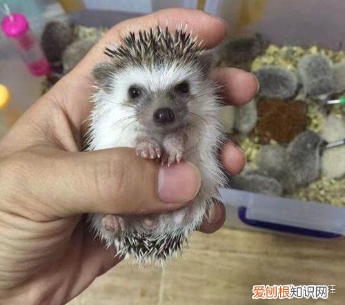 学生党最适合养什么宠物，学生党适合养什么宠物？给你推荐五种干净不吵闹好养活的萌宠