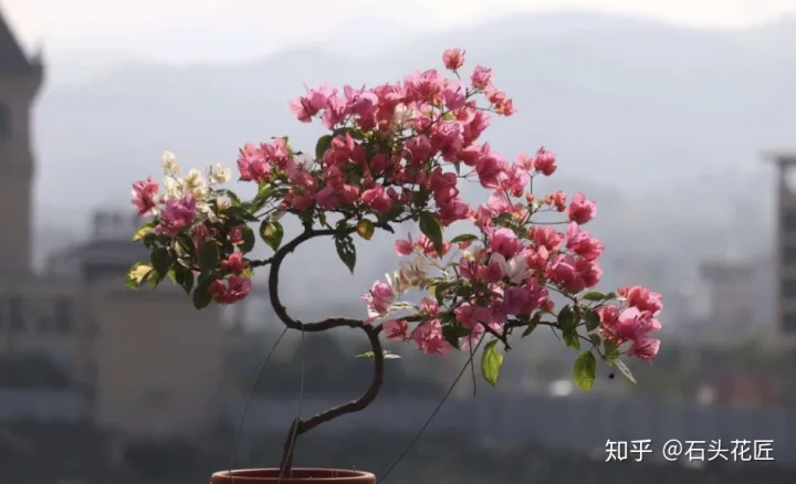 三角梅扦插时间什么时间最好，普通三角梅养到“精品”盆栽，学会“3招”，一年就可以