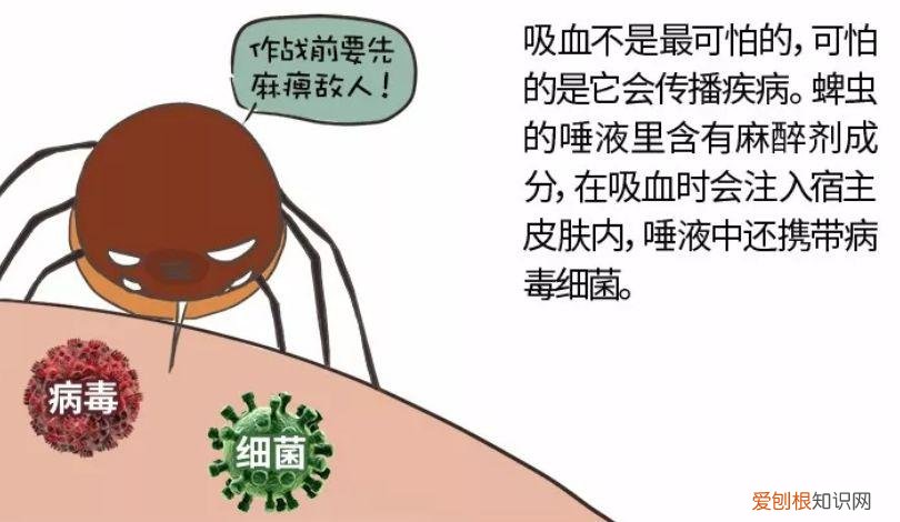 宠物饲养考试题，宠物知识“四六级”考卷，你敢来和新员工小王一决高下吗？