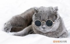 猫哮喘会传染吗，猫会得哮喘病吗