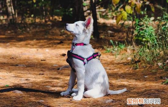 狗狗感冒和犬瘟的区别，狗狗感冒和犬瘟有什么不同，狗狗感冒跟犬瘟的区别