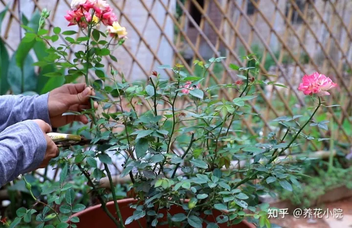 花树冬天要剪枝吗，三种花，冬天剪一剪，明年长得旺，多开花