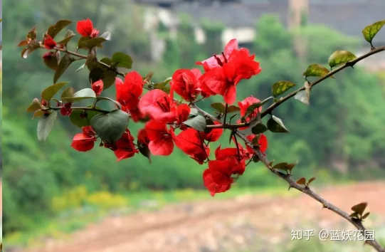 三角梅什么时候开花,一年开几次花，三角梅一年只开一次花？这样做，可让你的三角梅一年四季循环开花！