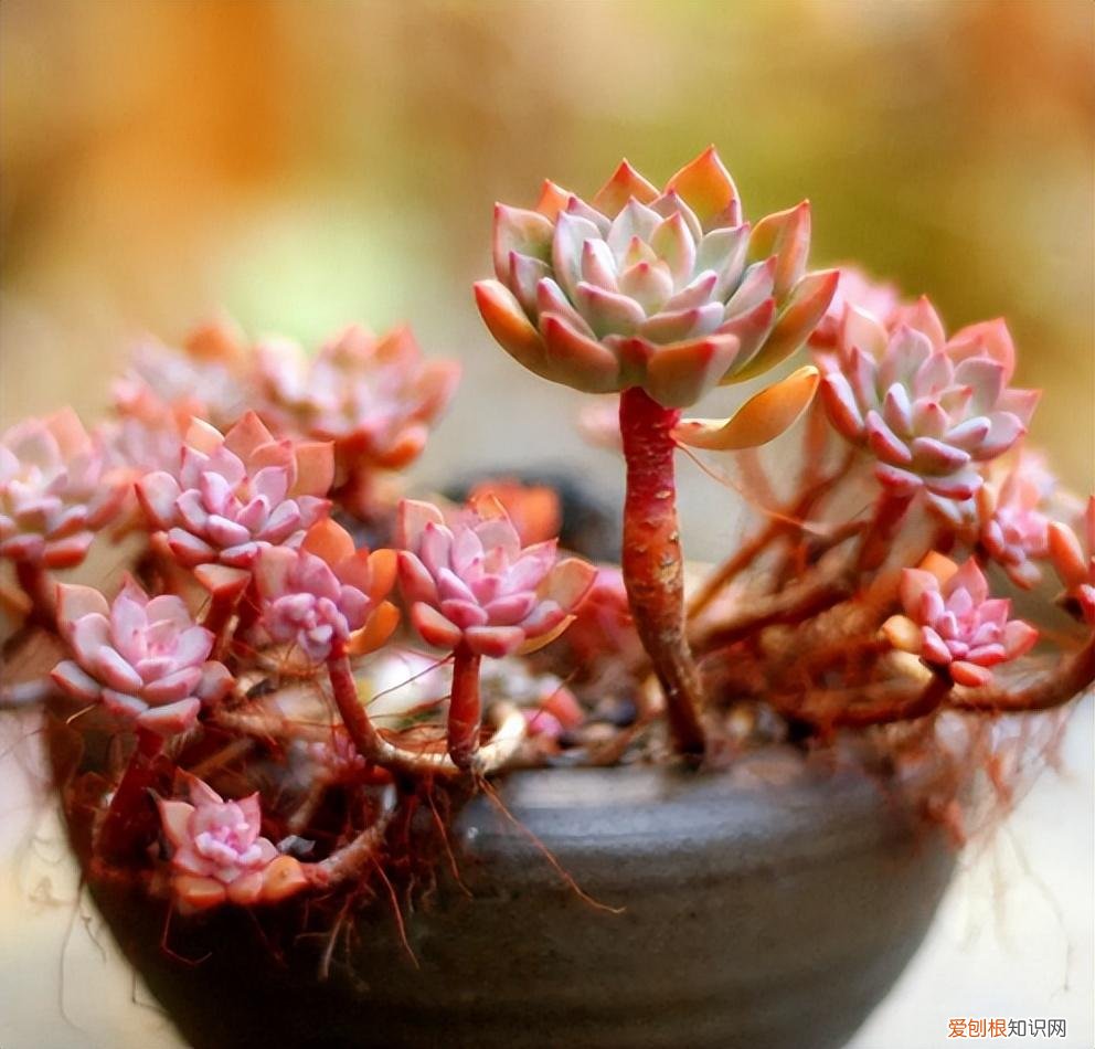 养好多肉植物只需两个小窍门，养多肉有“五大忌”，新手只要避开，才能养的“肥嘟嘟”，颜色美