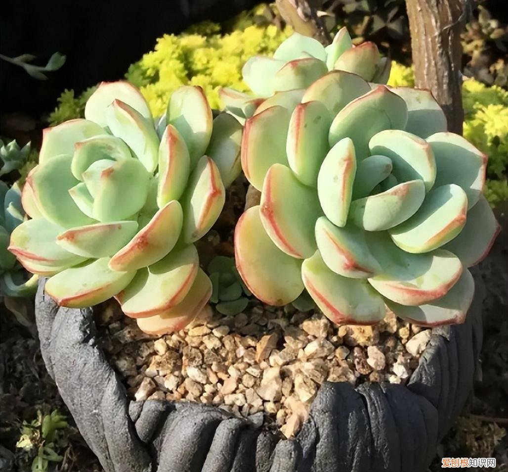 养好多肉植物只需两个小窍门，养多肉有“五大忌”，新手只要避开，才能养的“肥嘟嘟”，颜色美