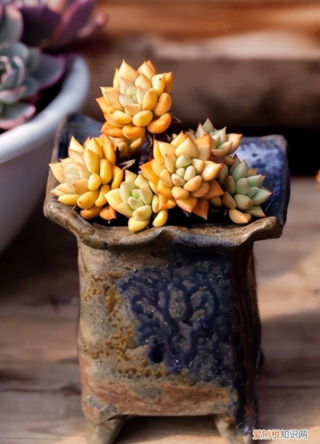 养好多肉植物只需两个小窍门，养多肉有“五大忌”，新手只要避开，才能养的“肥嘟嘟”，颜色美