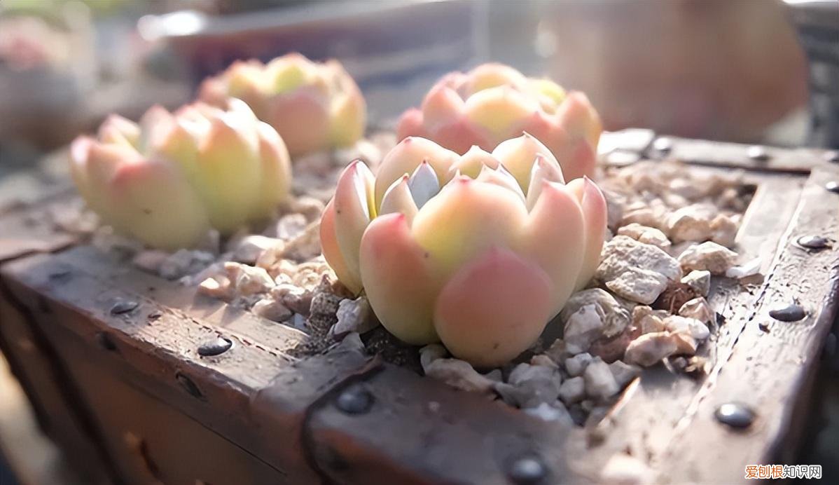 养好多肉植物只需两个小窍门，养多肉有“五大忌”，新手只要避开，才能养的“肥嘟嘟”，颜色美
