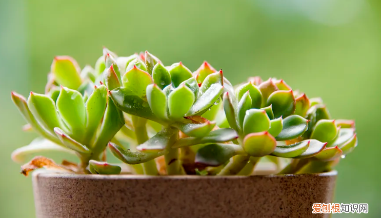 养好多肉植物只需两个小窍门，养多肉有“五大忌”，新手只要避开，才能养的“肥嘟嘟”，颜色美