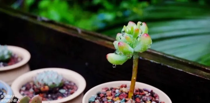 多肉植物怎么护养，老手别看，新手一看就懂的多肉养护技巧