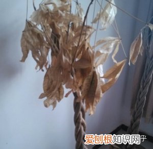 盆栽发财树怎样养，新手如何花10分钟学会养好1盆发财树？