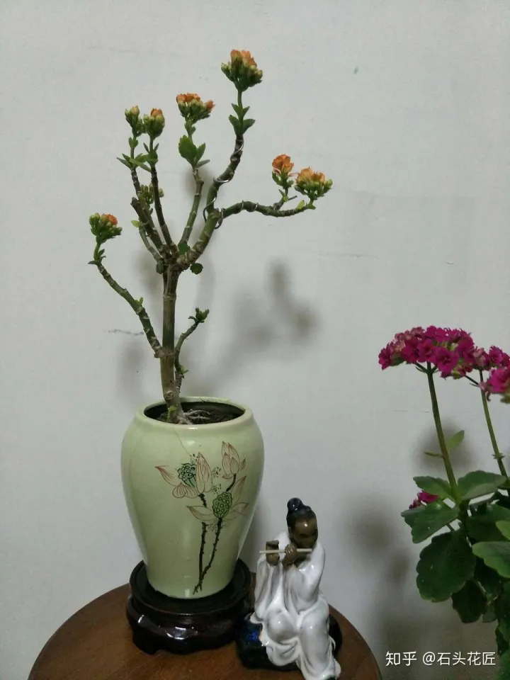 长寿花可以养成盆景树吗，花了3年时间，把长寿花养成“长寿树”，掌握3个要点，1分钟学会