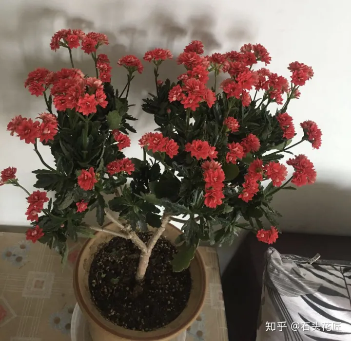 长寿花可以养成盆景树吗，花了3年时间，把长寿花养成“长寿树”，掌握3个要点，1分钟学会