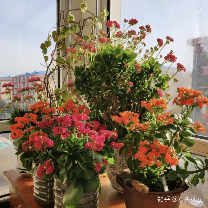 长寿花可以养成盆景树吗，花了3年时间，把长寿花养成“长寿树”，掌握3个要点，1分钟学会