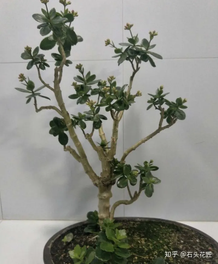 长寿花可以养成盆景树吗，花了3年时间，把长寿花养成“长寿树”，掌握3个要点，1分钟学会