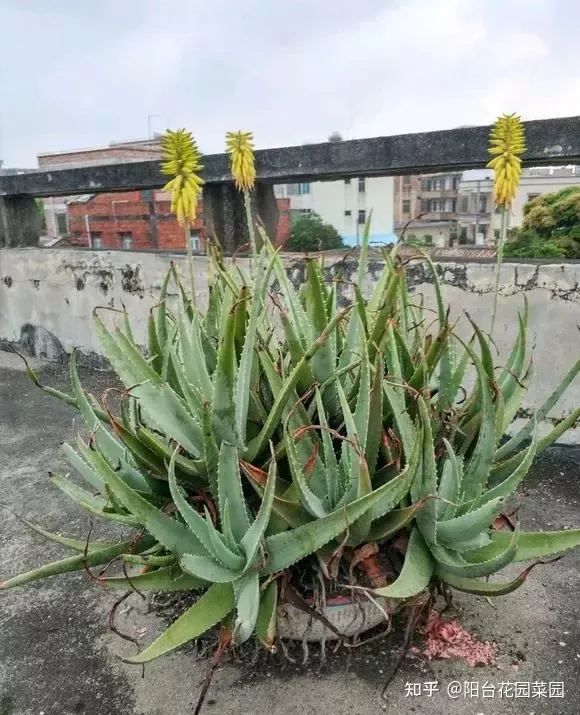 适合家里养的盆栽植物有哪些，“养不死”的7种花，不用管也爆盆，轻松养成“老花树”