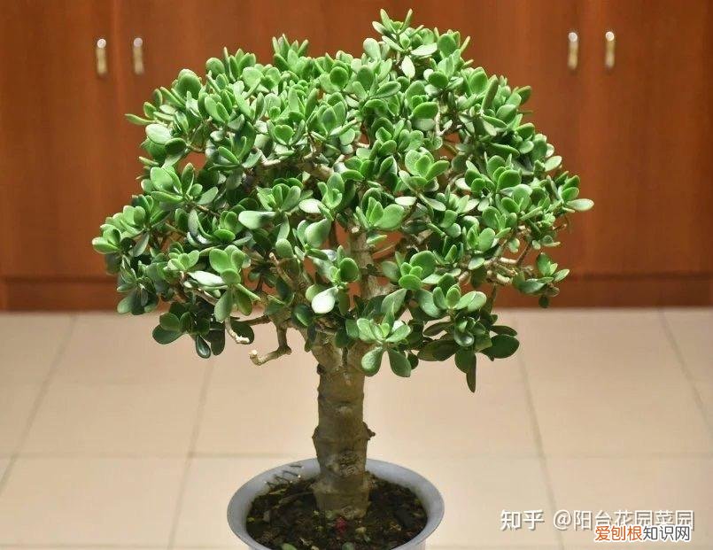 适合家里养的盆栽植物有哪些，“养不死”的7种花，不用管也爆盆，轻松养成“老花树”