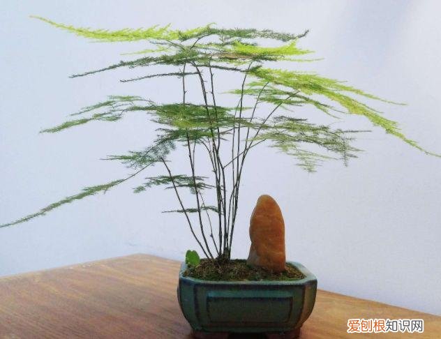 家庭养花大全绿植，养花，45种绿植花卉图文介绍，养殖方法和注意事项