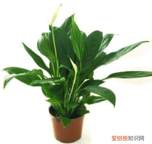 家庭养花大全绿植，养花，45种绿植花卉图文介绍，养殖方法和注意事项