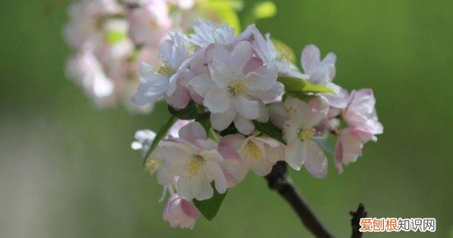 家庭养花大全绿植，养花，45种绿植花卉图文介绍，养殖方法和注意事项