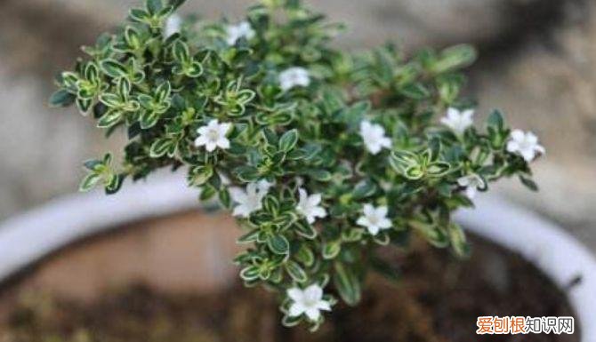 家庭养花大全绿植，养花，45种绿植花卉图文介绍，养殖方法和注意事项