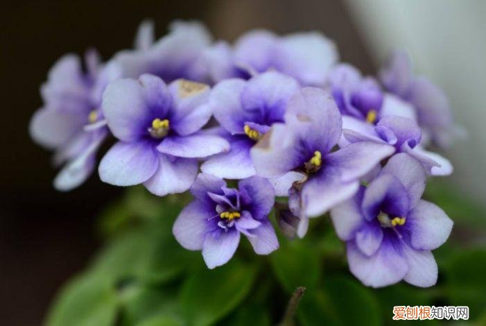 家庭养花大全绿植，养花，45种绿植花卉图文介绍，养殖方法和注意事项