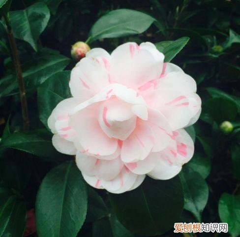 家庭养花大全绿植，养花，45种绿植花卉图文介绍，养殖方法和注意事项