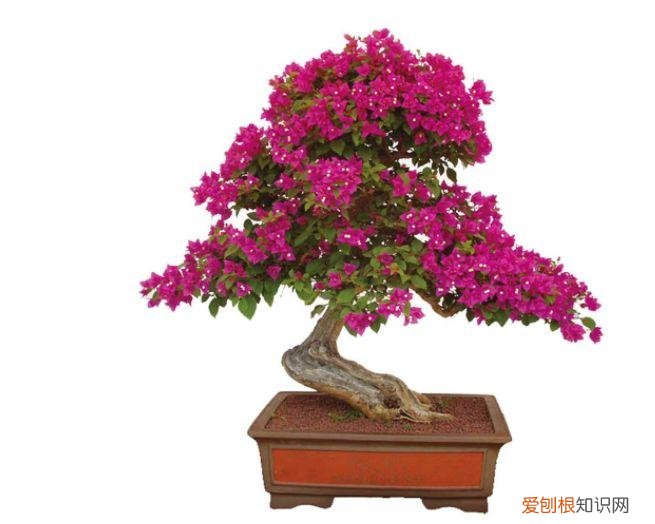 家庭养花大全绿植，养花，45种绿植花卉图文介绍，养殖方法和注意事项