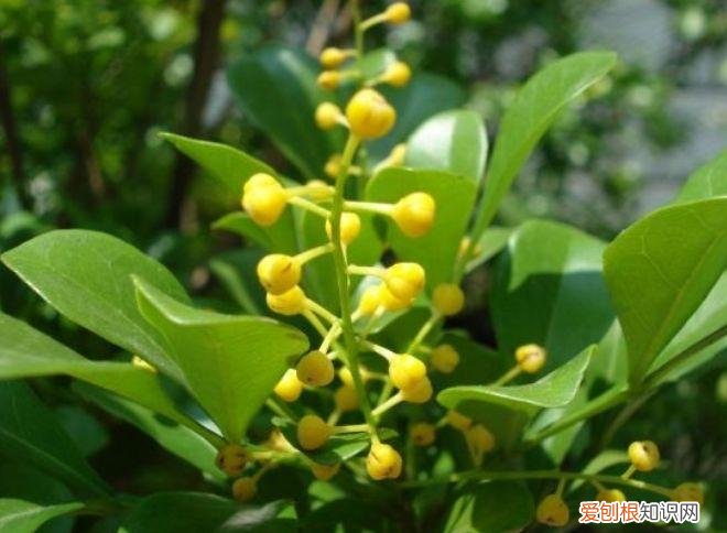 家庭养花大全绿植，养花，45种绿植花卉图文介绍，养殖方法和注意事项