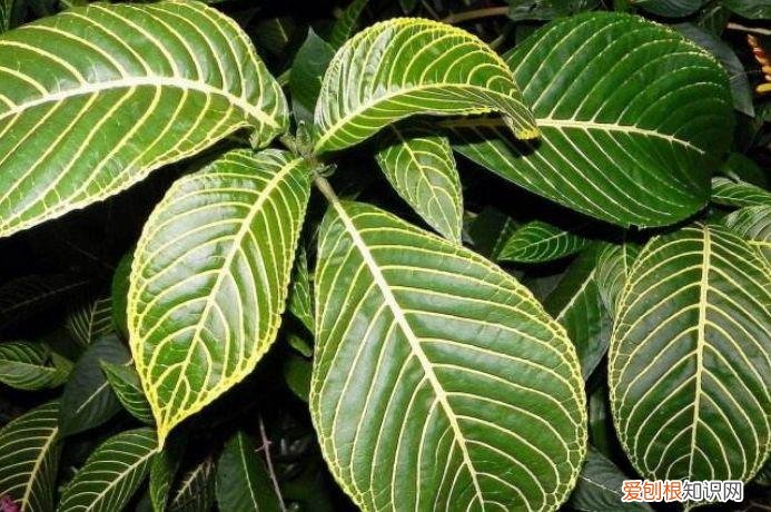 家庭养花大全绿植，养花，45种绿植花卉图文介绍，养殖方法和注意事项