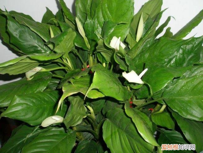 家庭养花大全绿植，养花，45种绿植花卉图文介绍，养殖方法和注意事项