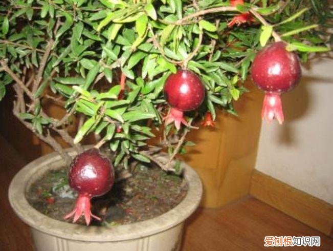 家庭养花大全绿植，养花，45种绿植花卉图文介绍，养殖方法和注意事项