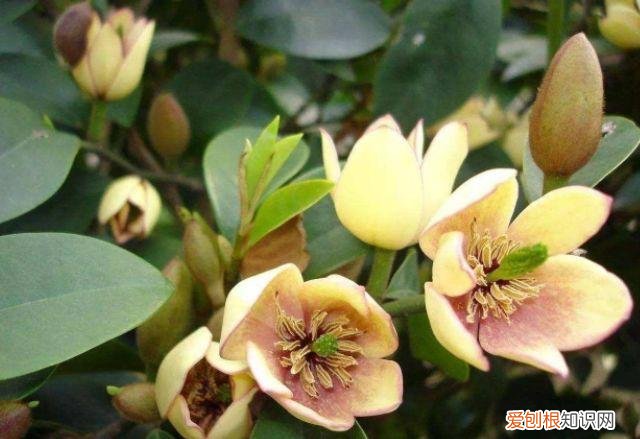 家庭养花大全绿植，养花，45种绿植花卉图文介绍，养殖方法和注意事项