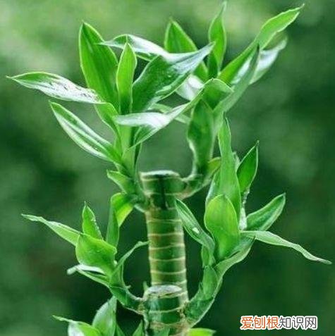 家庭养花大全绿植，养花，45种绿植花卉图文介绍，养殖方法和注意事项