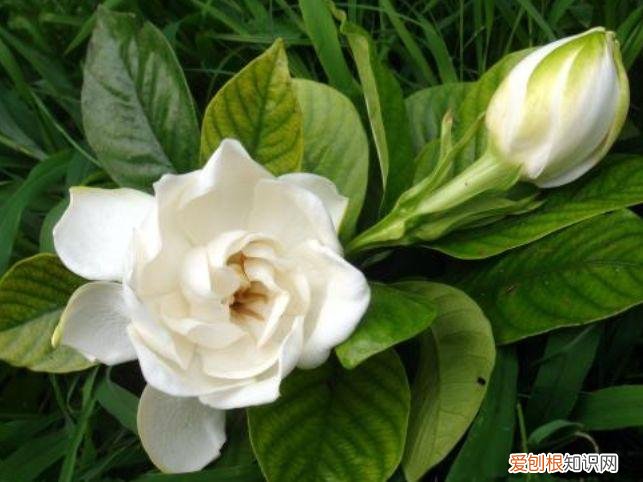 家庭养花大全绿植，养花，45种绿植花卉图文介绍，养殖方法和注意事项