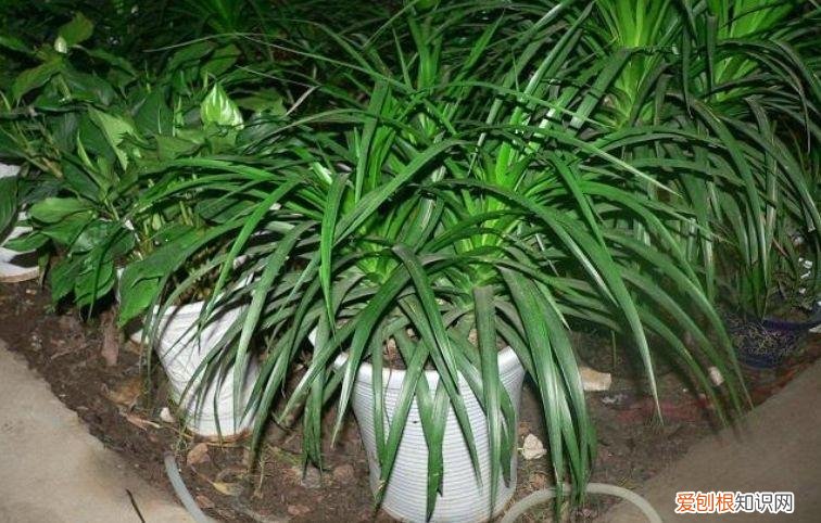 家庭养花大全绿植，养花，45种绿植花卉图文介绍，养殖方法和注意事项