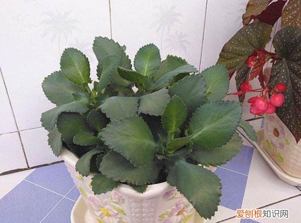 家庭养花大全绿植，养花，45种绿植花卉图文介绍，养殖方法和注意事项