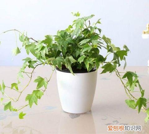 家庭养花大全绿植，养花，45种绿植花卉图文介绍，养殖方法和注意事项