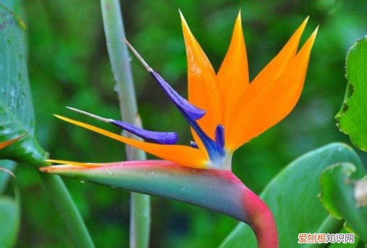 家庭养花大全绿植，养花，45种绿植花卉图文介绍，养殖方法和注意事项