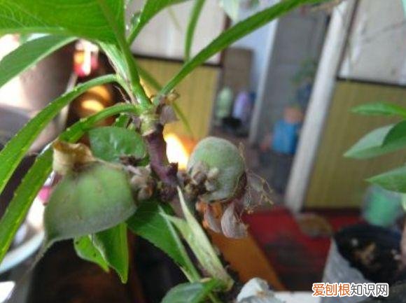 家庭养花大全绿植，养花，45种绿植花卉图文介绍，养殖方法和注意事项