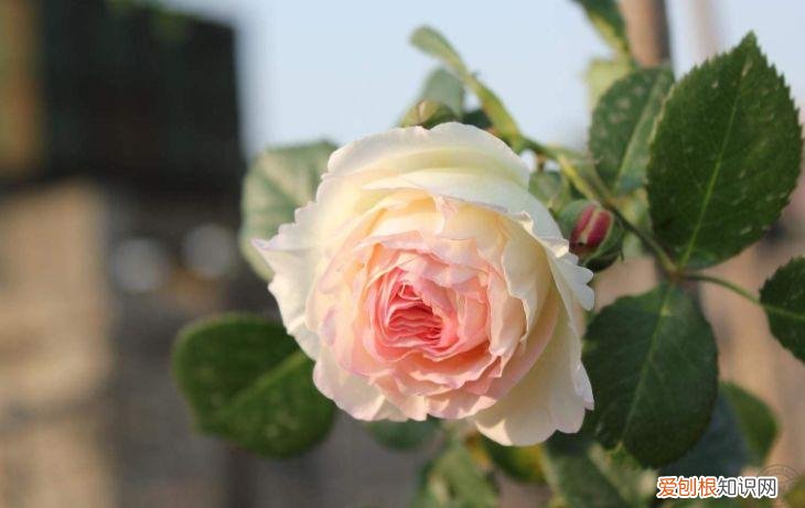 家庭养花大全绿植，养花，45种绿植花卉图文介绍，养殖方法和注意事项