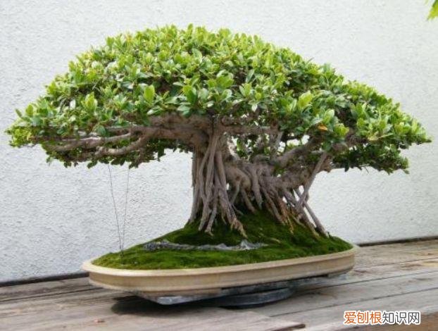 家庭养花大全绿植，养花，45种绿植花卉图文介绍，养殖方法和注意事项