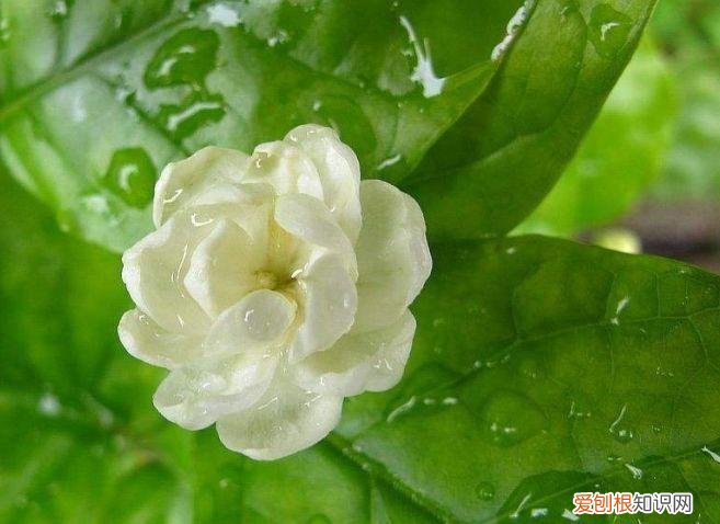 家庭养花大全绿植，养花，45种绿植花卉图文介绍，养殖方法和注意事项