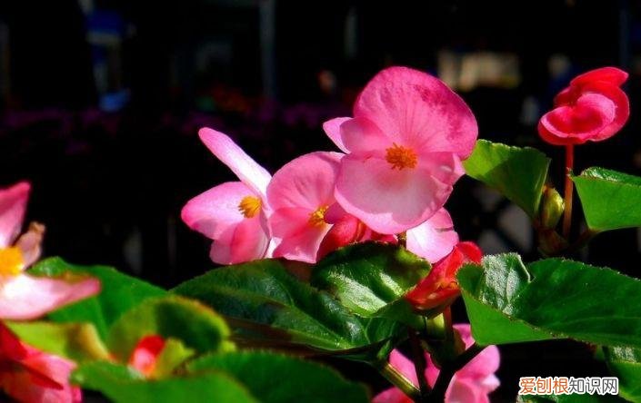 家庭养花大全绿植，养花，45种绿植花卉图文介绍，养殖方法和注意事项