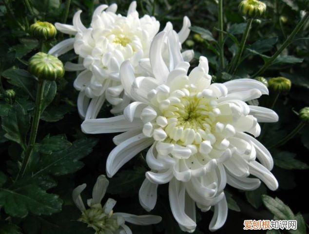 家庭养花大全绿植，养花，45种绿植花卉图文介绍，养殖方法和注意事项