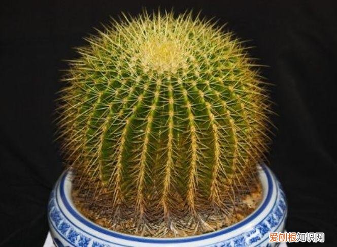 家庭养花大全绿植，养花，45种绿植花卉图文介绍，养殖方法和注意事项